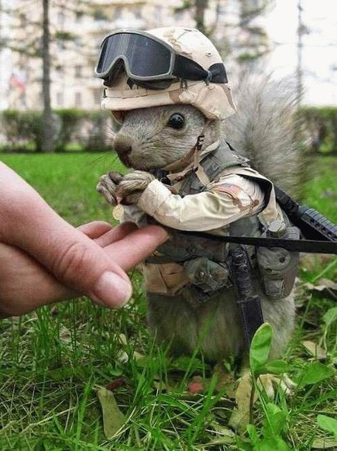 Wiewior Soldier [.jpg]