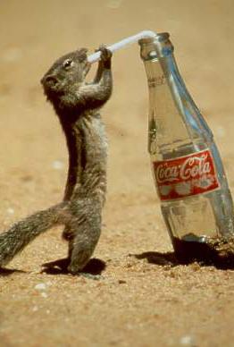 Coca Cola Zwierzak Wiewiorka [.jpg]